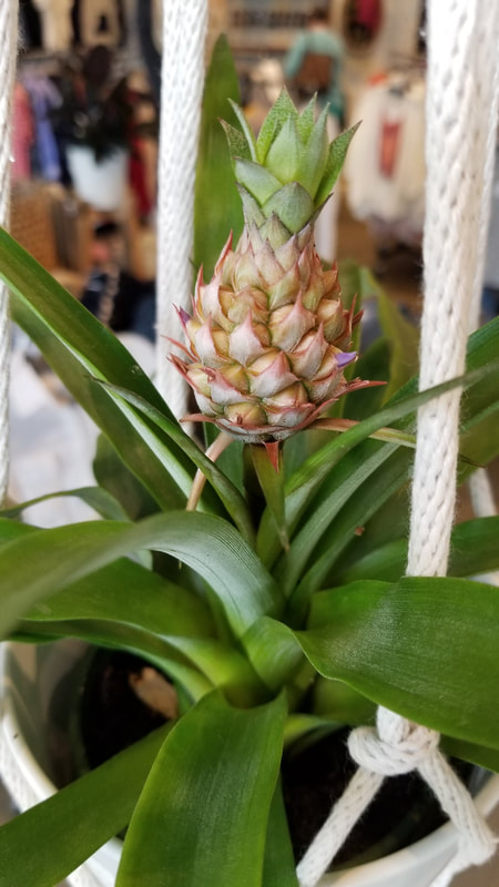 Baby Pineapple Bromeliad